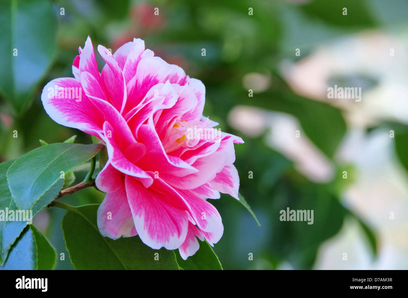 Kamelie - Japanese camellia 01 Stock Photo