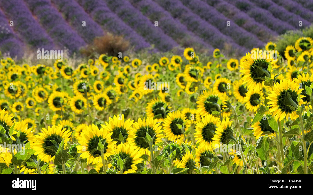 Lavendel und Sonnenblumen - lavender and sunflowers 09 Stock Photo