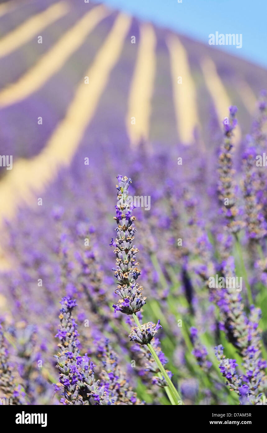 Lavendelfeld - lavender field 88 Stock Photo
