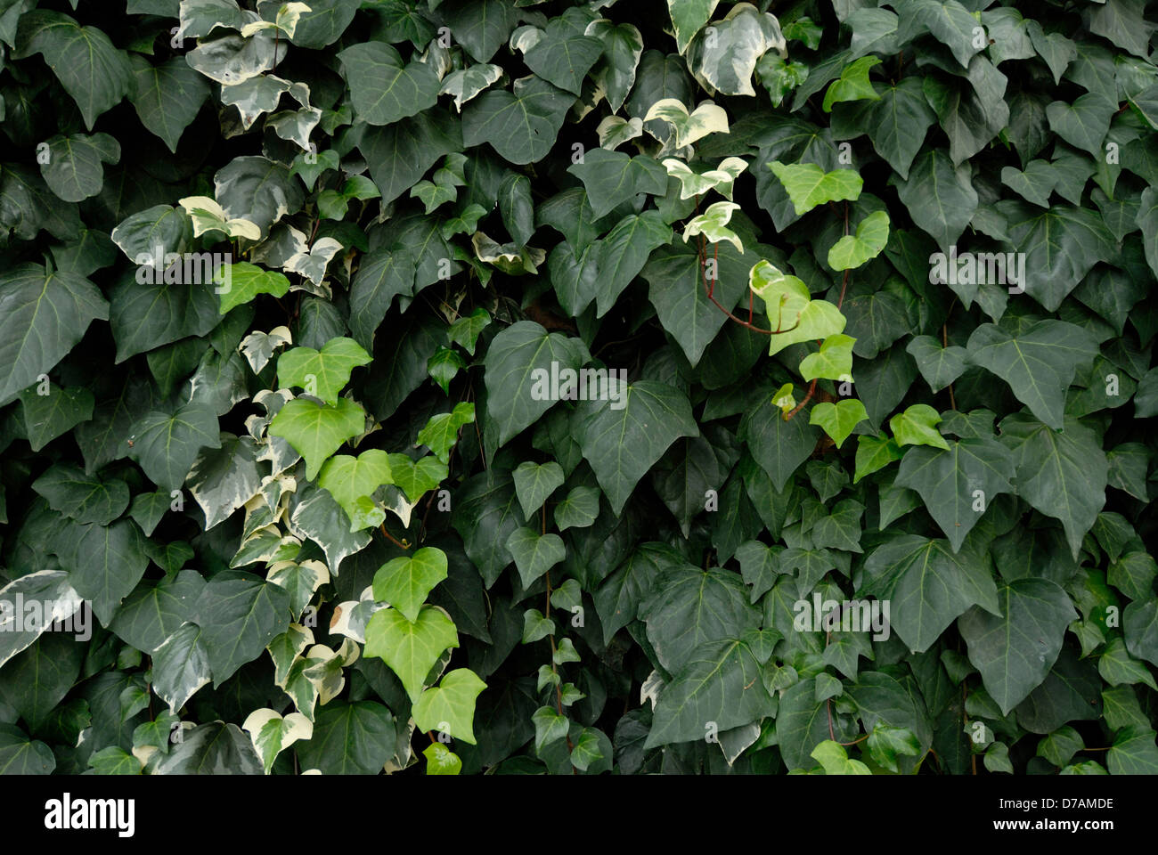varieties of green climbing ivy covering a city wall Stock Photo Alamy