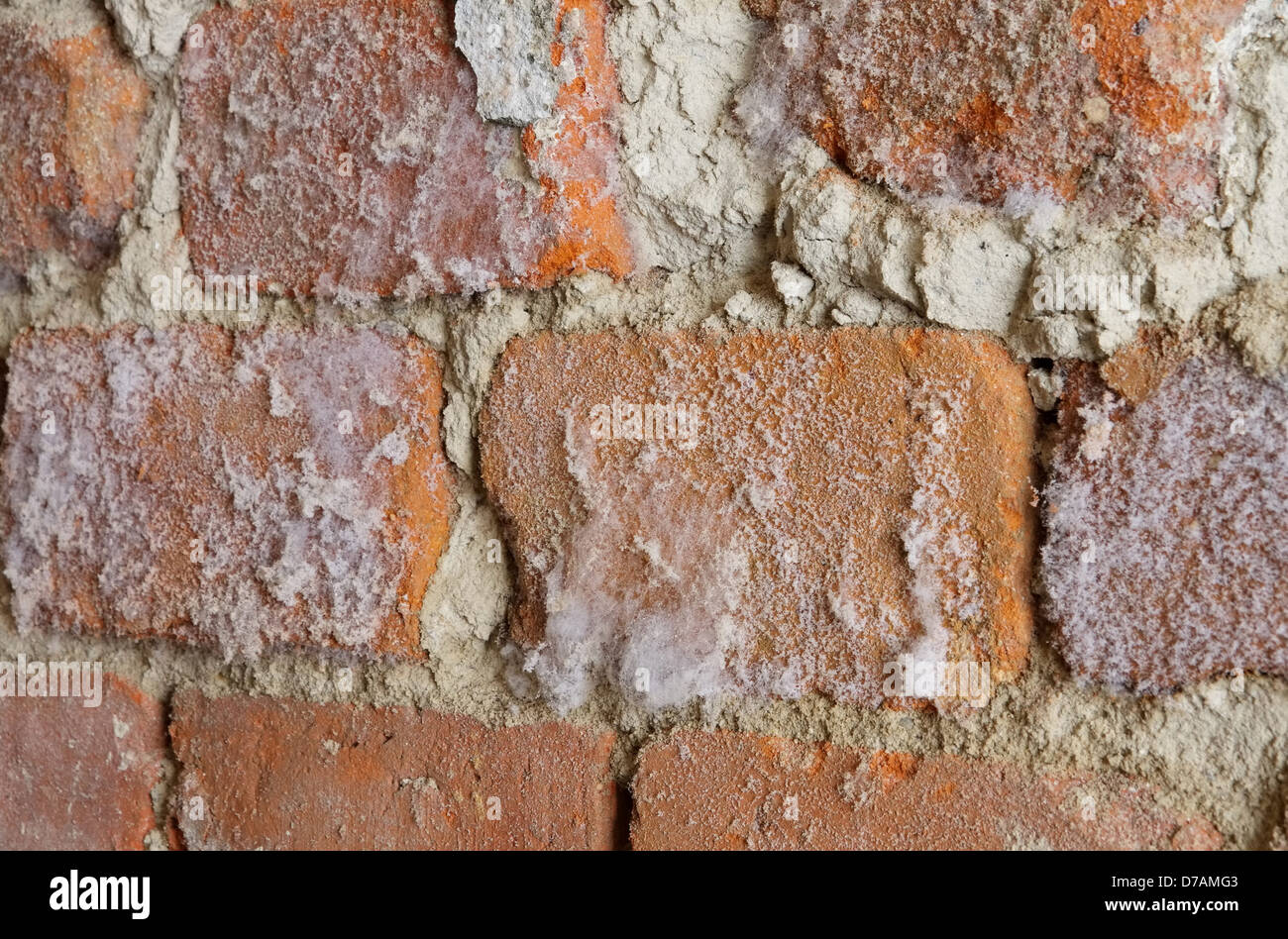 Wand mit Schimmel - wall with mould fungus 02 Stock Photo