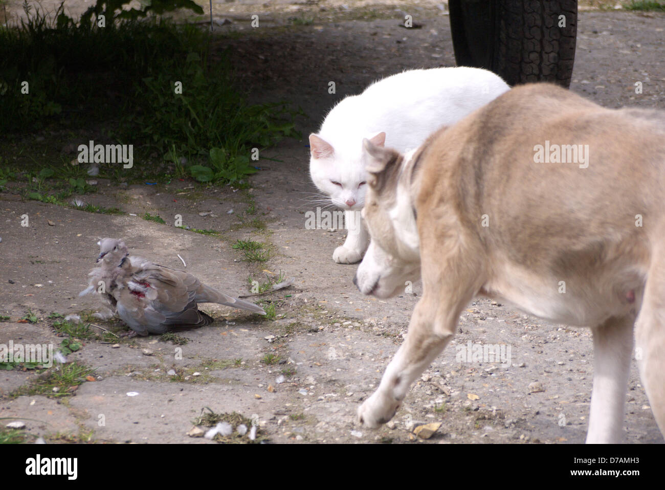 Freya calls in help to guard the collared dove , a victim of a sparrowhawk, Mablethorpe, Lincolnshire Stock Photo