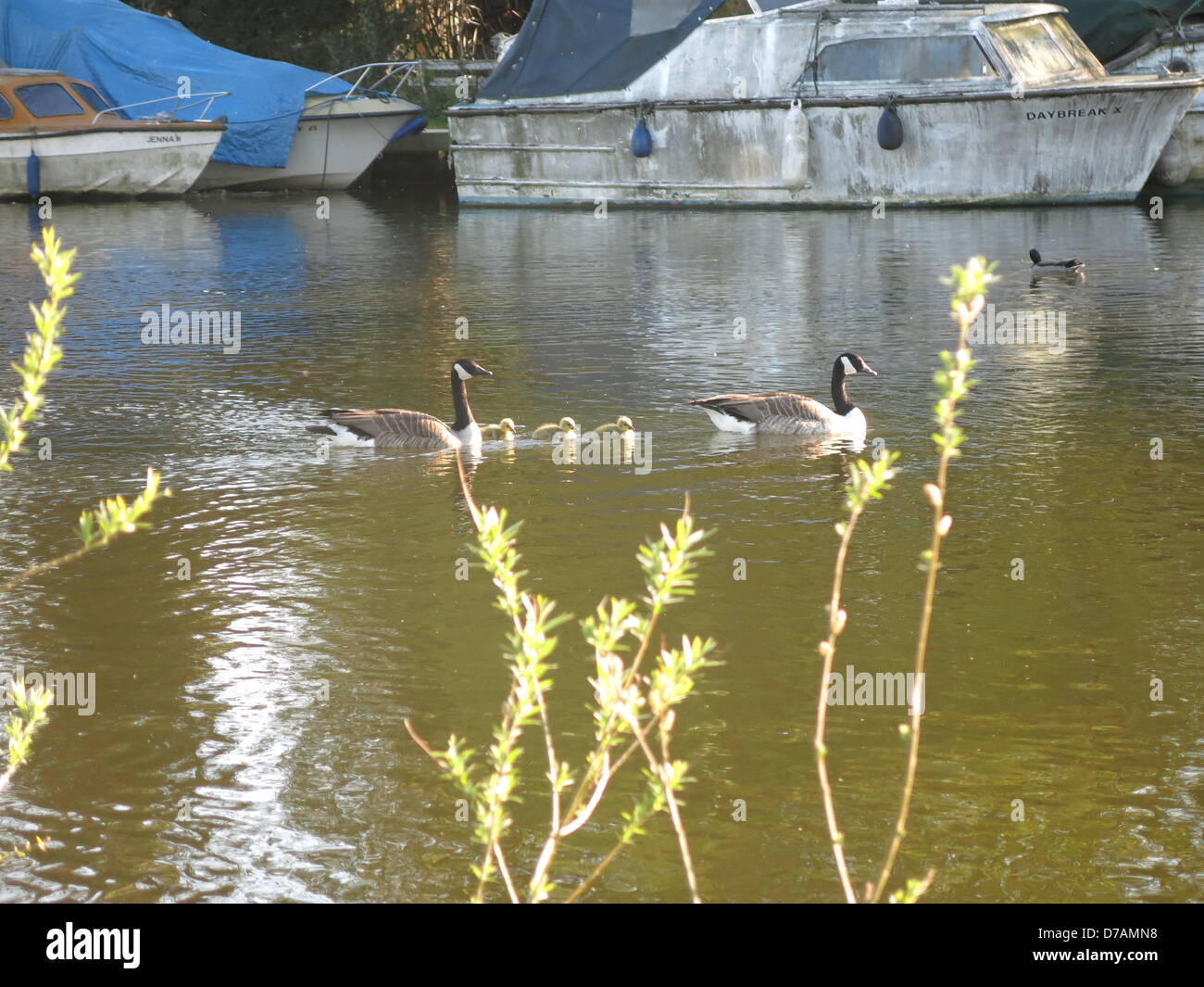 Reading, Berkshire, UK. 2nd May 2013. Canada Geese and Three Goslings on the River Kennet in Reading, Berkshire, UK 020513.JPG Credit:  Sarah Tubb / Alamy Live News Stock Photo