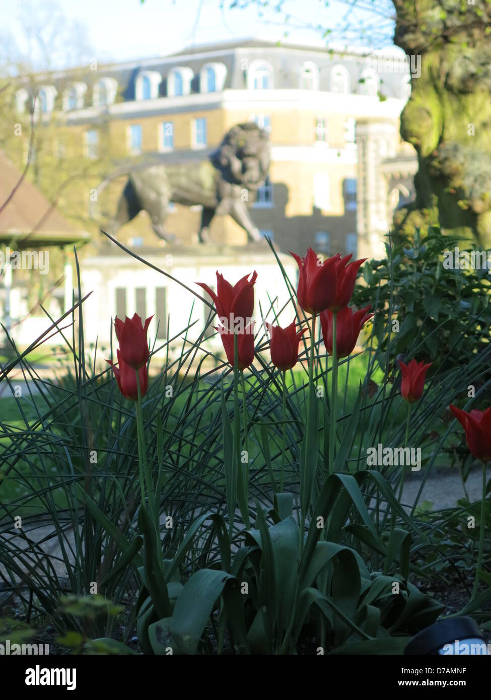 Reading, Berkshire, UK. 2nd May 2013. Tulips in bloom in front of the Maiwand Lion in Forbury Gardens Reading, Berkshire, UK 020513.JPG Credit:  Sarah Tubb / Alamy Live News Stock Photo