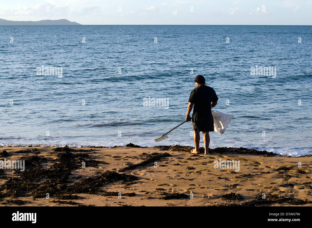 Man Collecting Seaweed High Resolution Stock Photography and Images Alamy