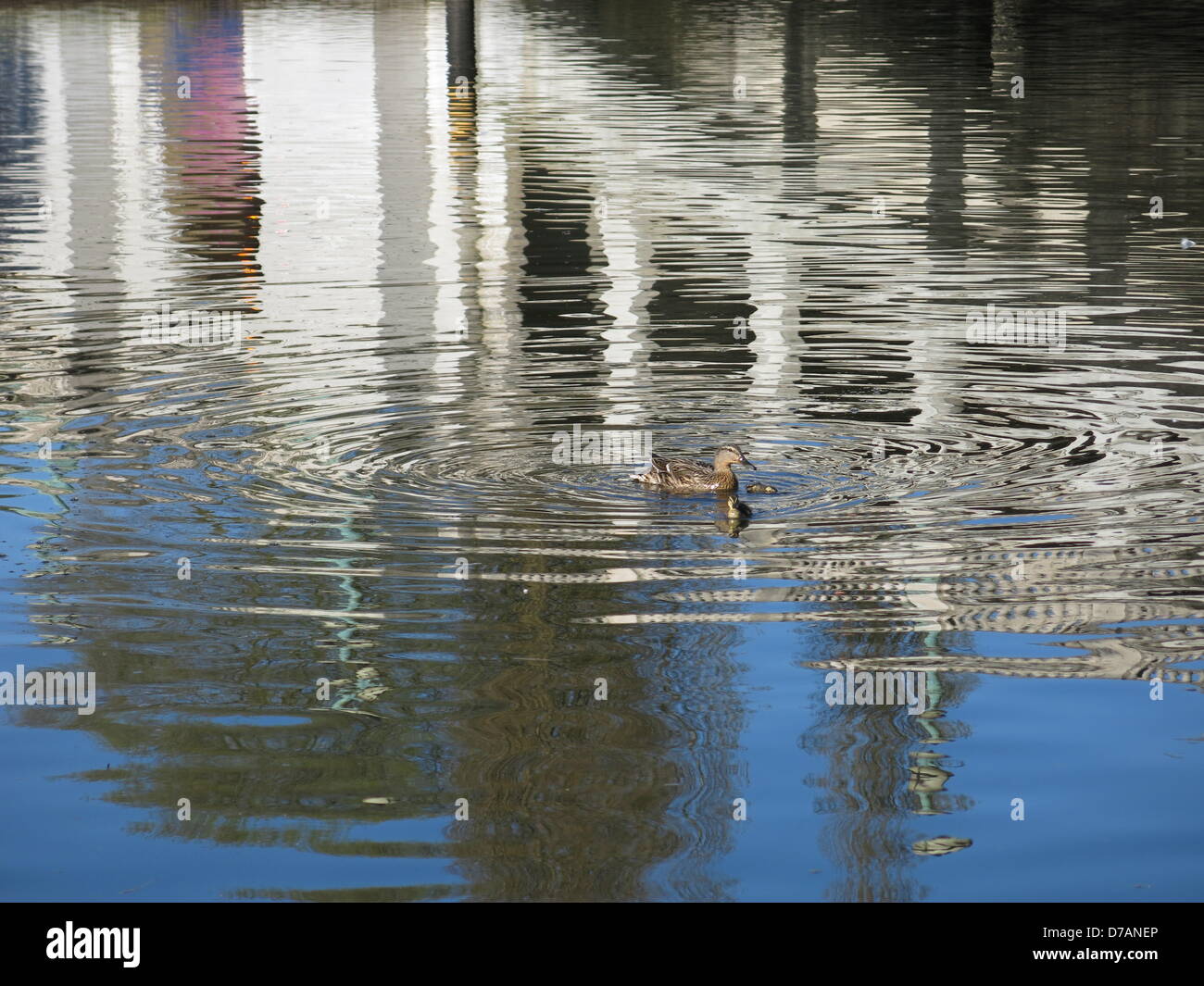 Reading, Berkshire, UK. 2nd May 2013. This young duckling was killed by the duck, who attacked it, and forced it under the water repeatedly.   Taken on the River Thames, in Reading, Berkshire, UK on the 2nd May 2013. Credit:  Sarah Tubb / Alamy Live News Stock Photo