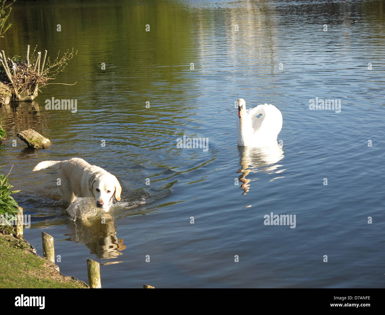 Reading, Berkshire, UK. 2nd May 2013. A dog and a swan enjoying a sunny evening in The River Thames in Reading, Berkshire UK 020513.JPG Credit:  Sarah Tubb / Alamy Live News Stock Photo