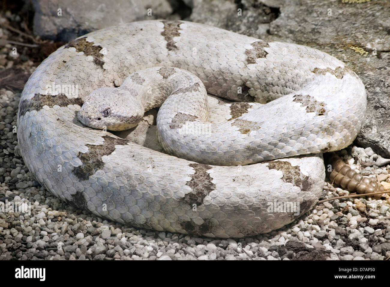 Tamaulipan rock rattlesnake hires stock photography and images Alamy