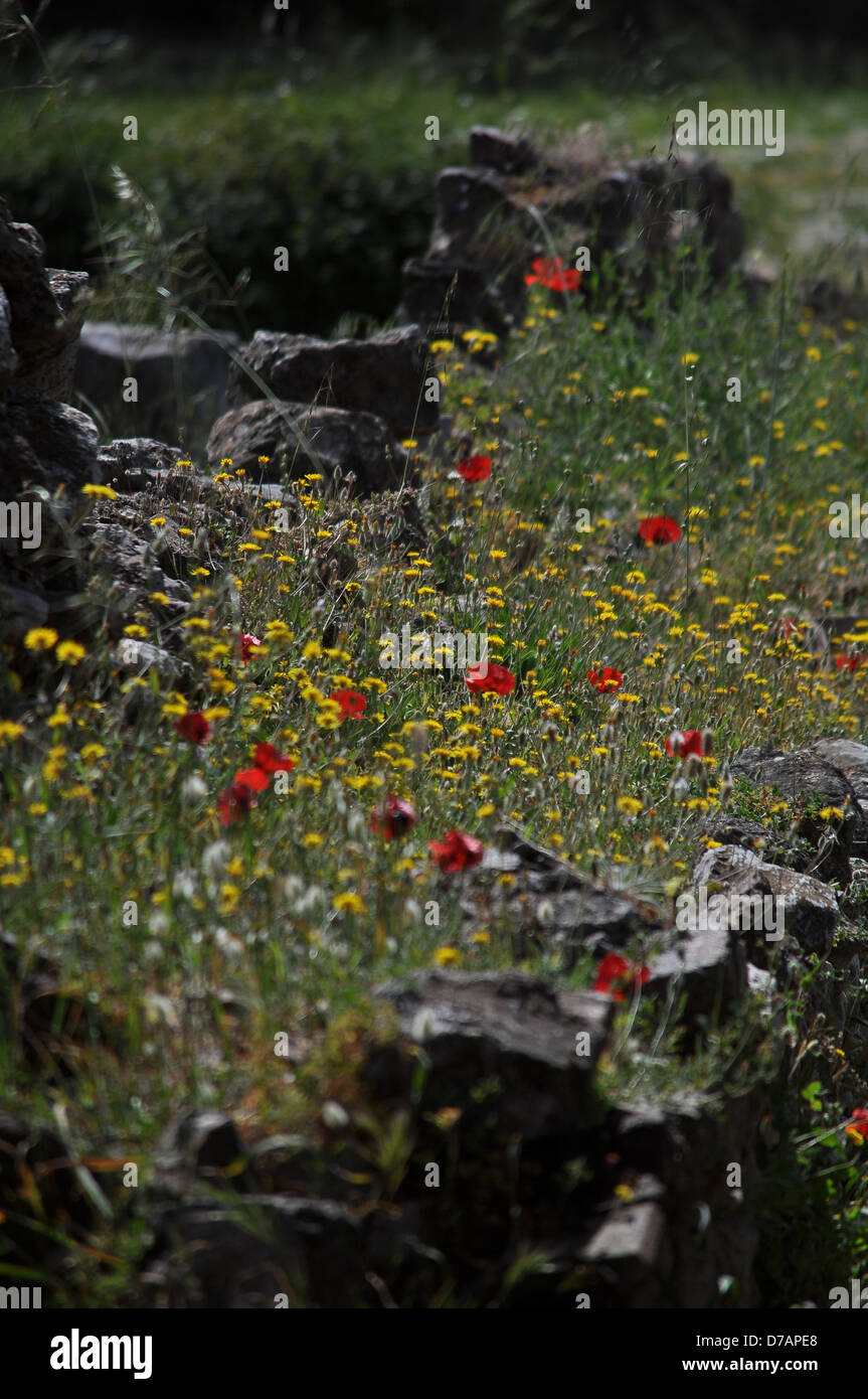 Field of red poppies Stock Photo - Alamy