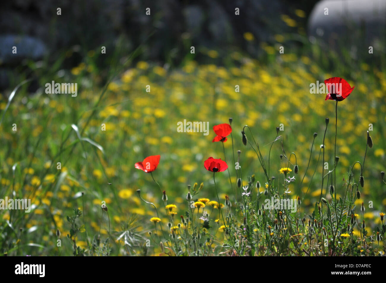 Field of red poppies Stock Photo - Alamy