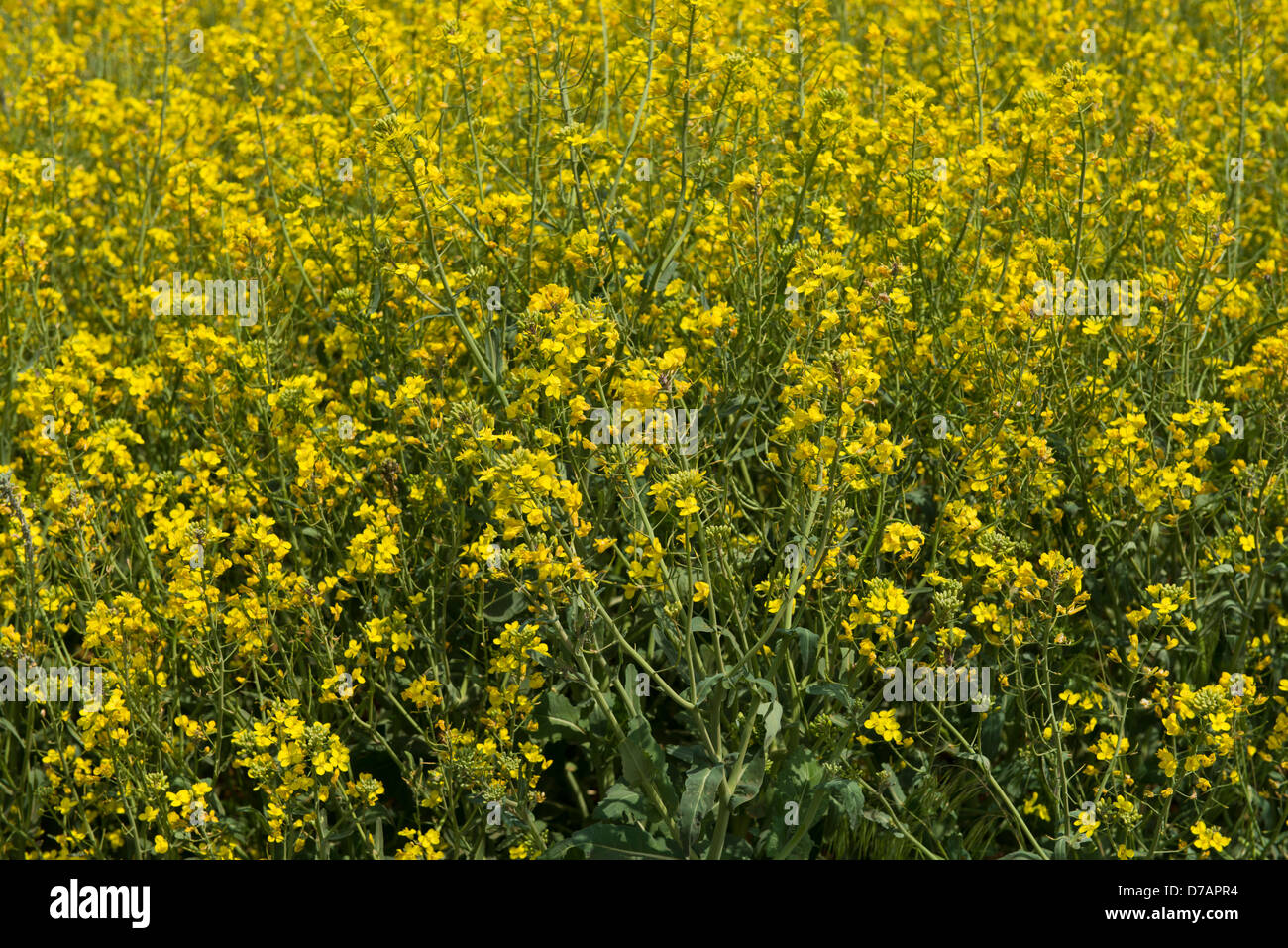 A field of Canola plants, Brassica napus, in bloom in Oklahoma, USA. Closeup. Stock Photo