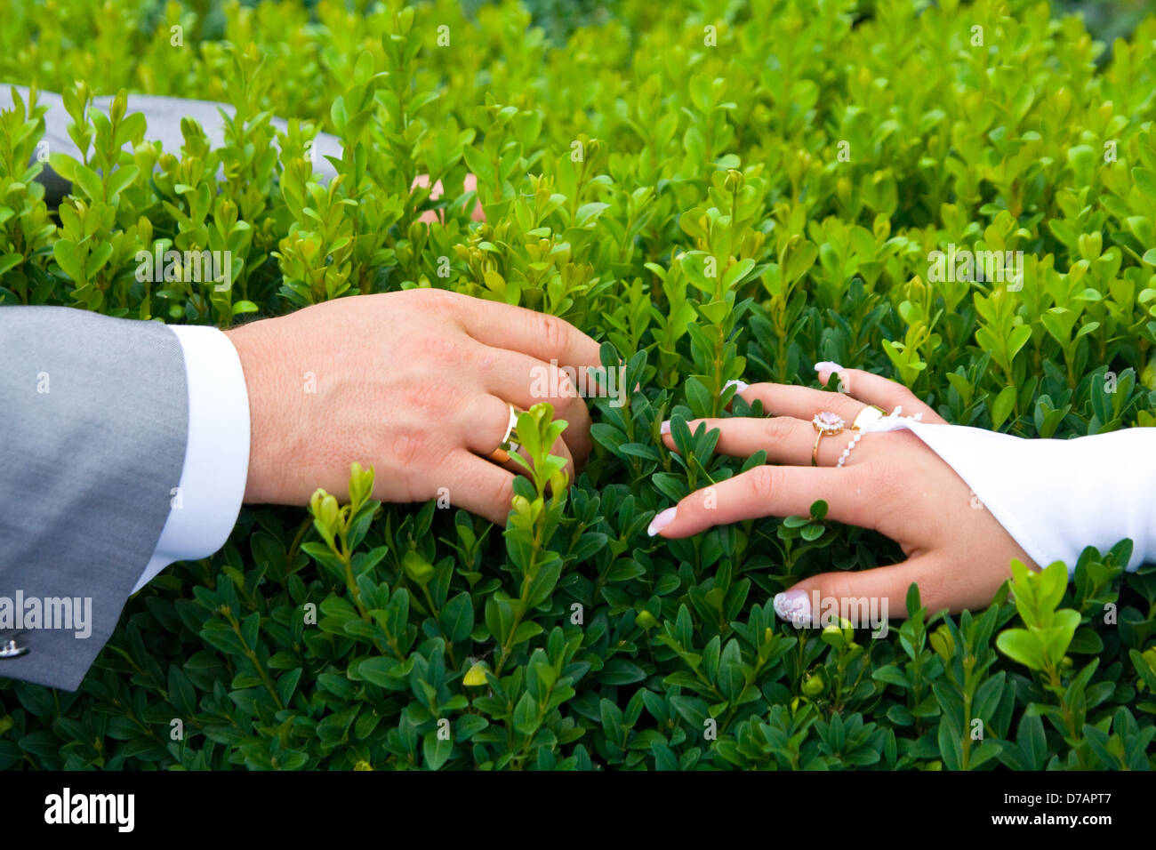 holding hands newlyweds Stock Photo - Alamy