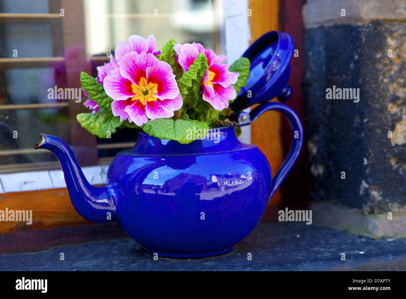 https://c8.alamy.com/comp/D7APTY/pink-primula-plant-in-an-old-teapot-on-a-windowsill-of-an-english-D7APTY.jpg