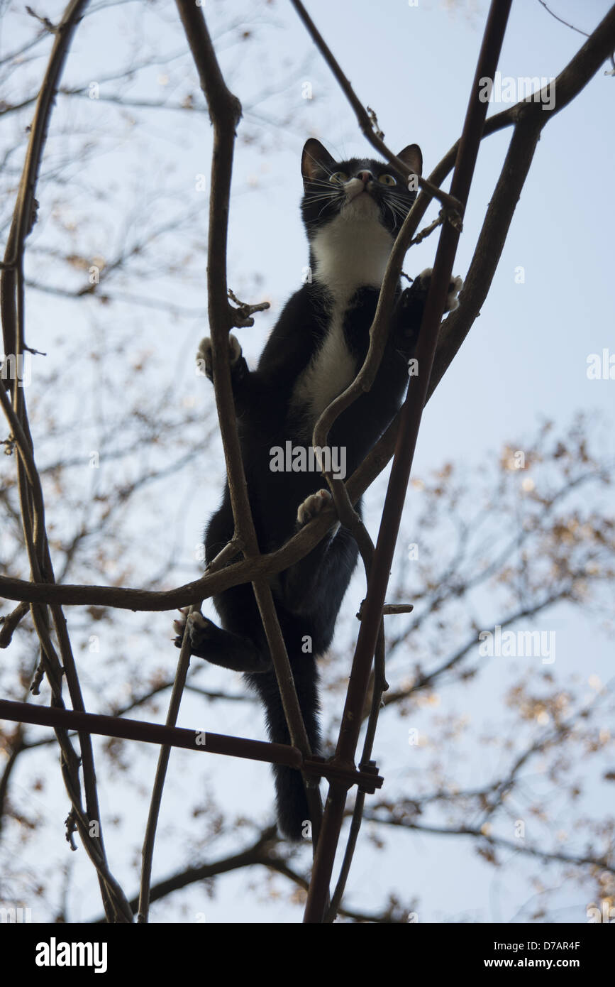 Un Chat Sur Une Branche Dans Un Arbre A Cat On A Branch On A Tree Stock Photo Alamy Un Chat Sur Une Branche Dans Un Arbre A Cat On A Branch On A Tree Stock Photo Alamy