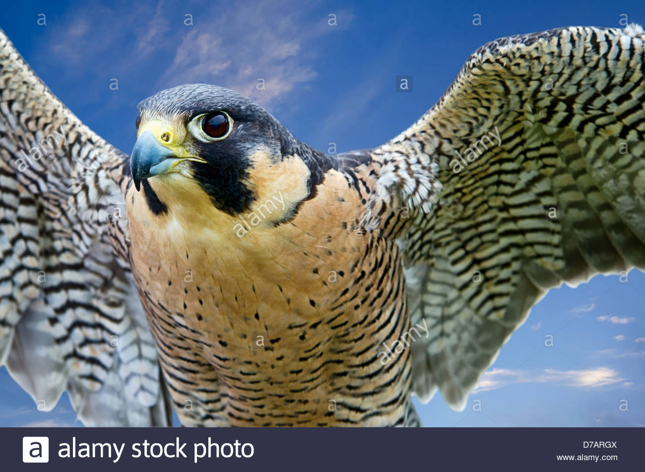 Peregrine Falcon Falco Peregrinus Aka Duck Hawk The