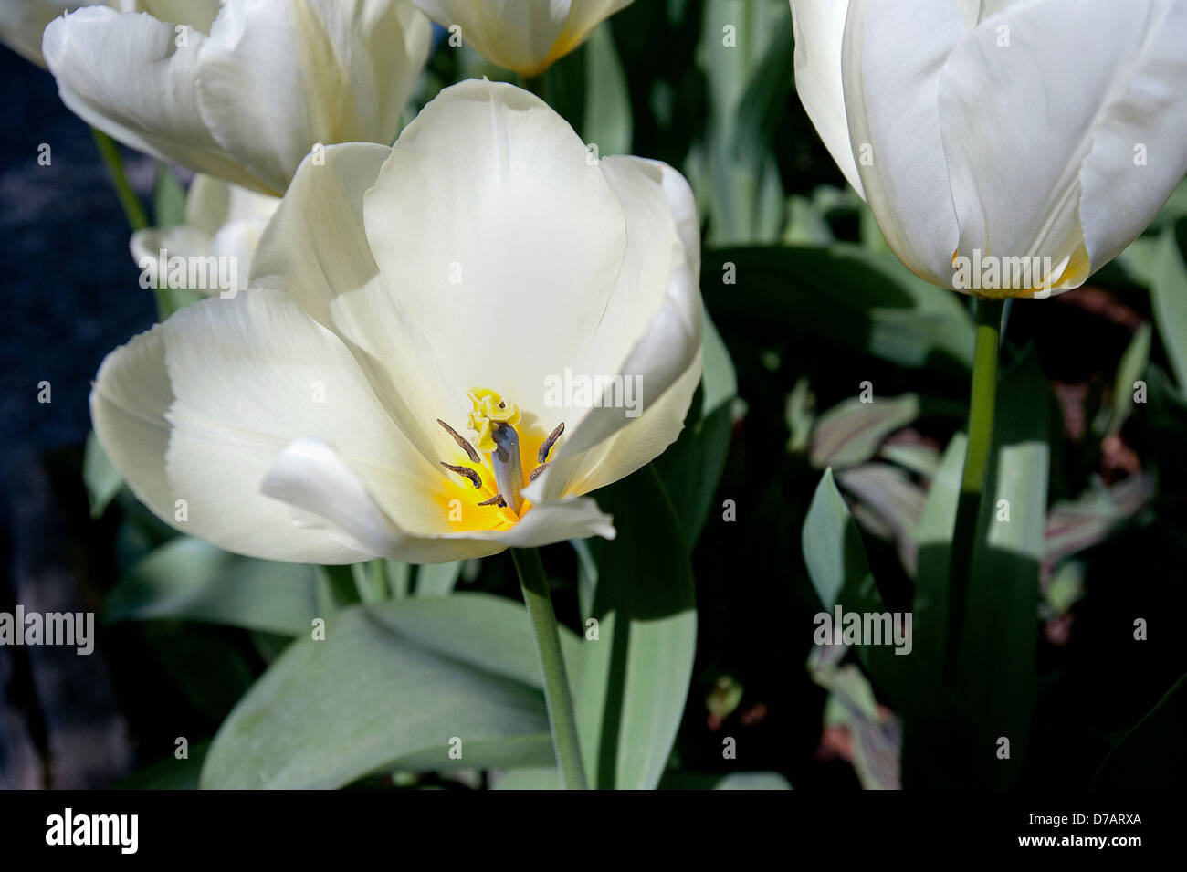 Close up white tulip pollen hi-res stock photography and images - Alamy
