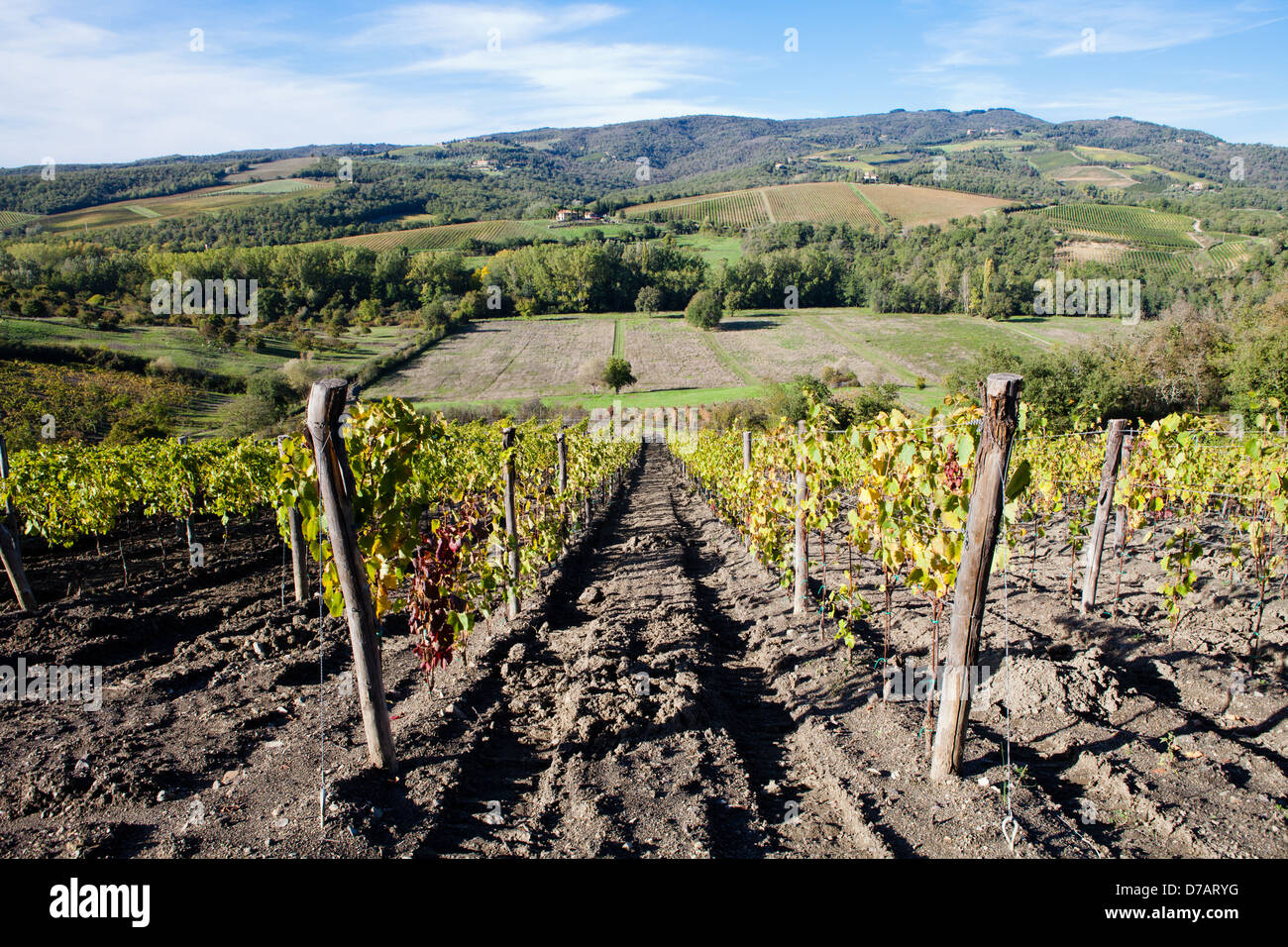Italy Tuscany Radda in Chianti vineyards Stock Photo
