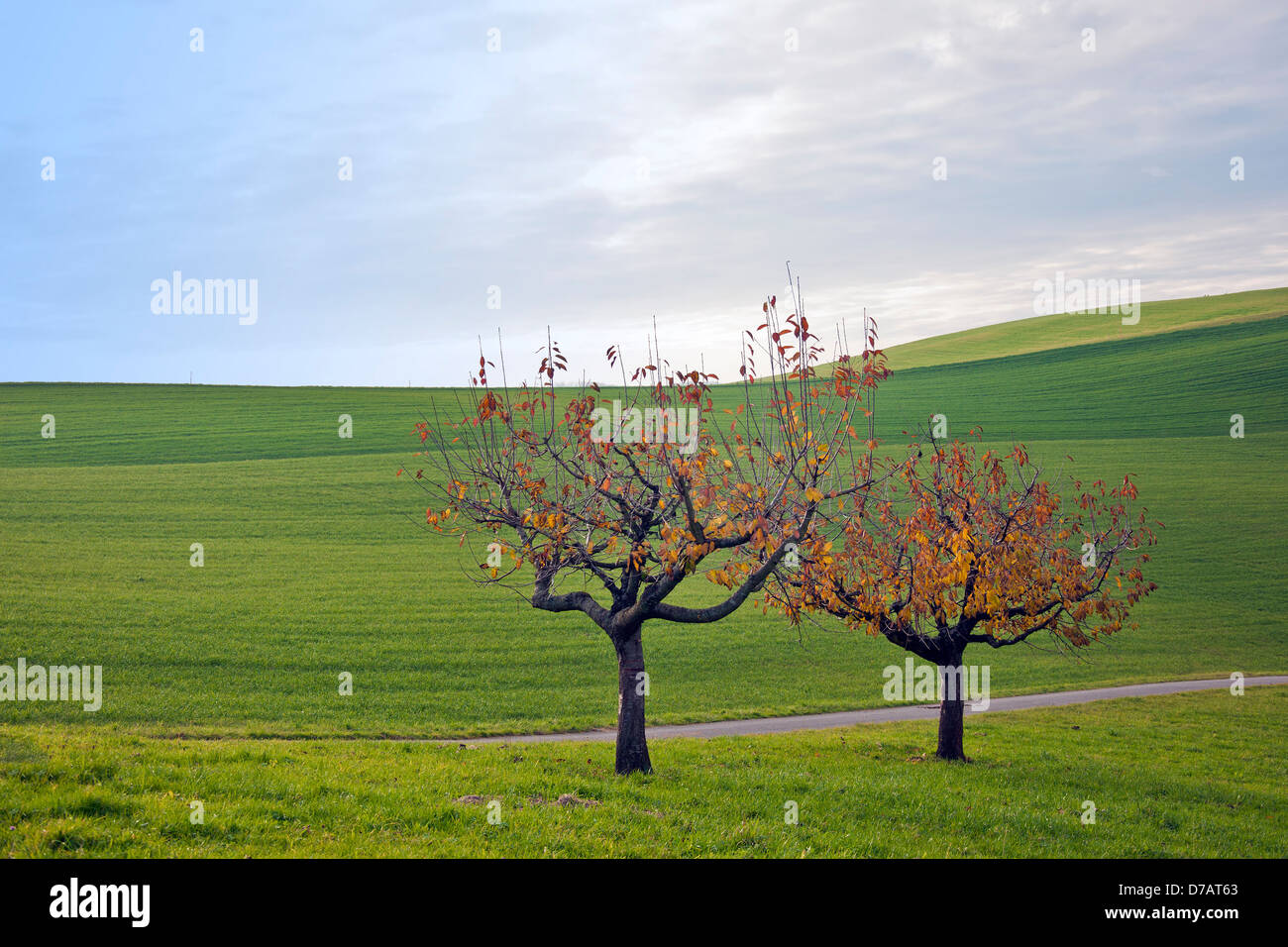 Switzerland, Canton Basel Country, surrounding of Arisdorf, landscape ...