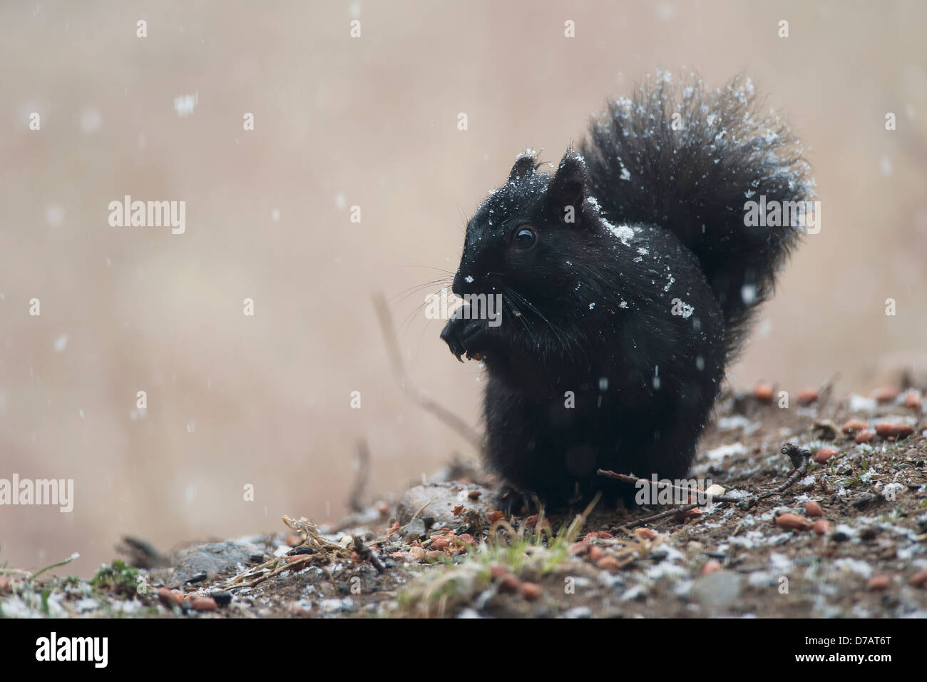 Black Squirrel Sitting In A Light Snowfall Eating A Peanut; Ontario Canada Stock Photo