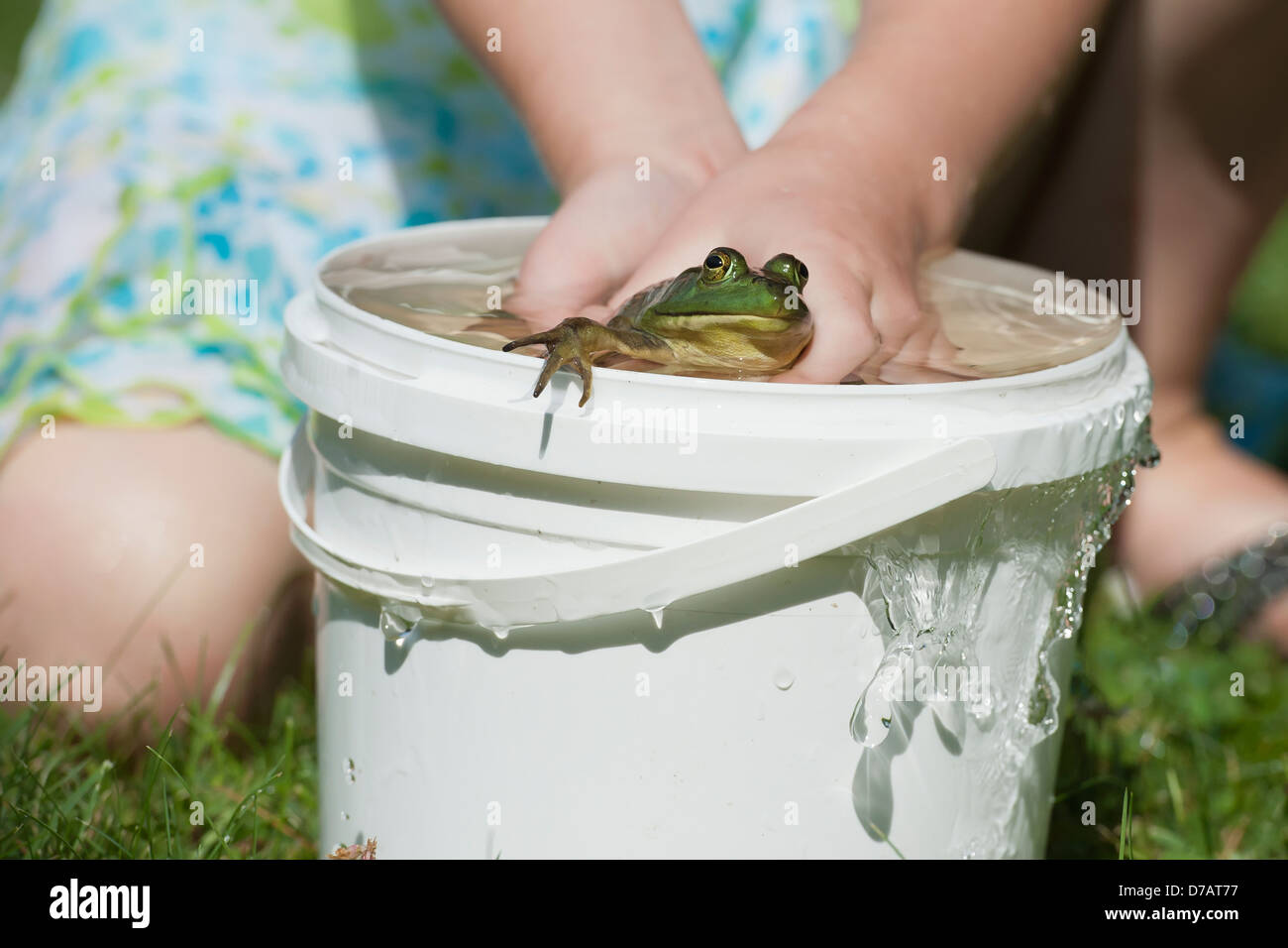 Frog and bucket hires stock photography and images Alamy