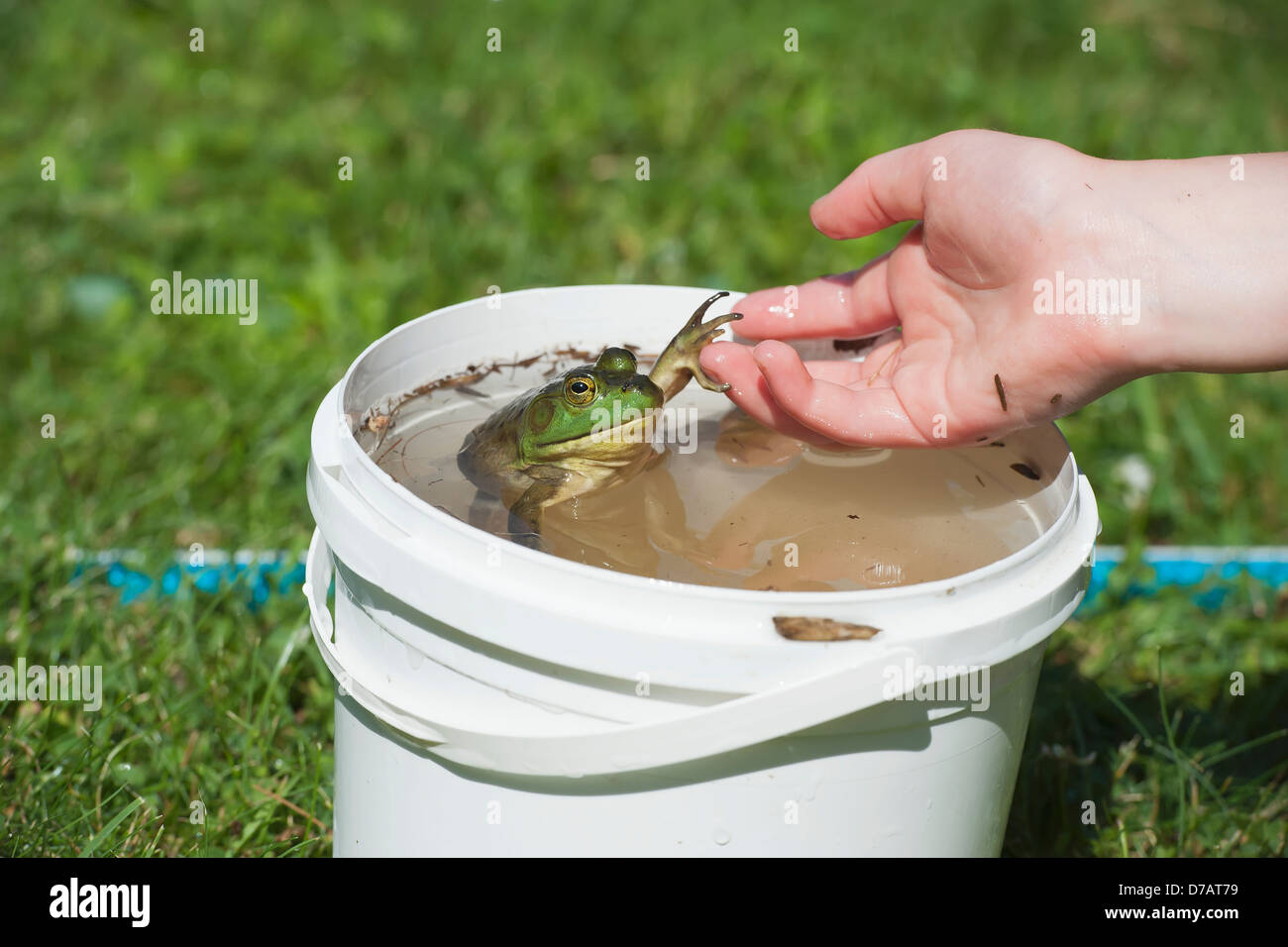 Frogs in a bucket hires stock photography and images Alamy