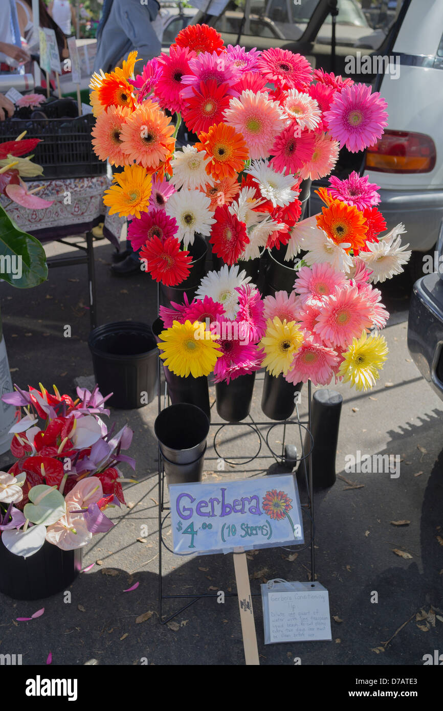 Gerbera daisies on display for sale at the Santa Barbara Saturday farmer's market. Stock Photo