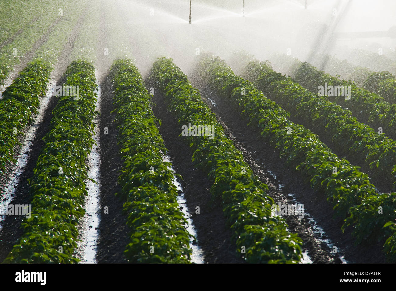 A Center Pivot Irrigation System Watering Potato Crop; Tiger Hills Manitoba Canada Stock Photo