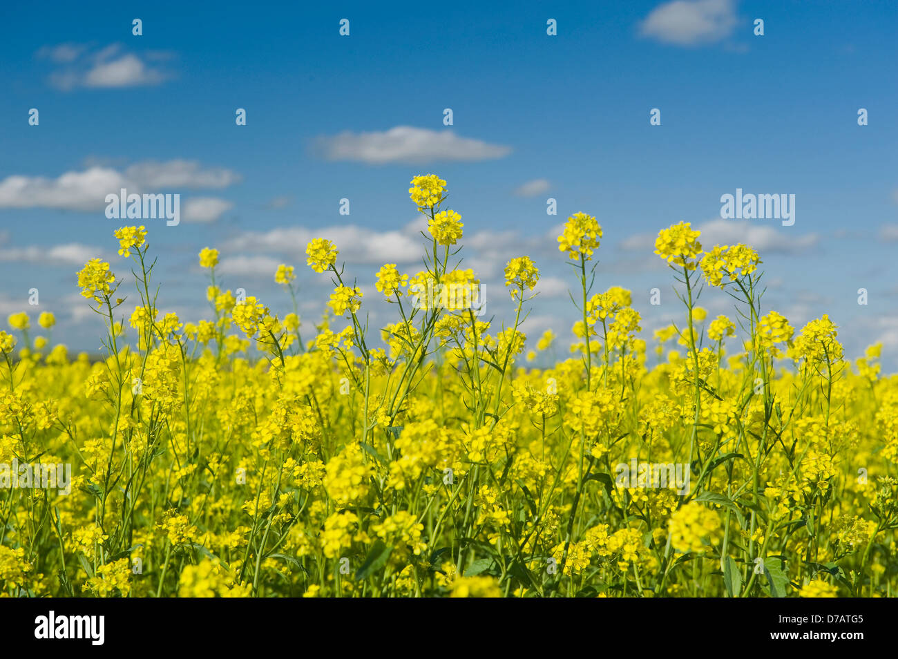 Blooming Mustard Field; Ponteix Saskatchewan Canada Stock Photo Alamy