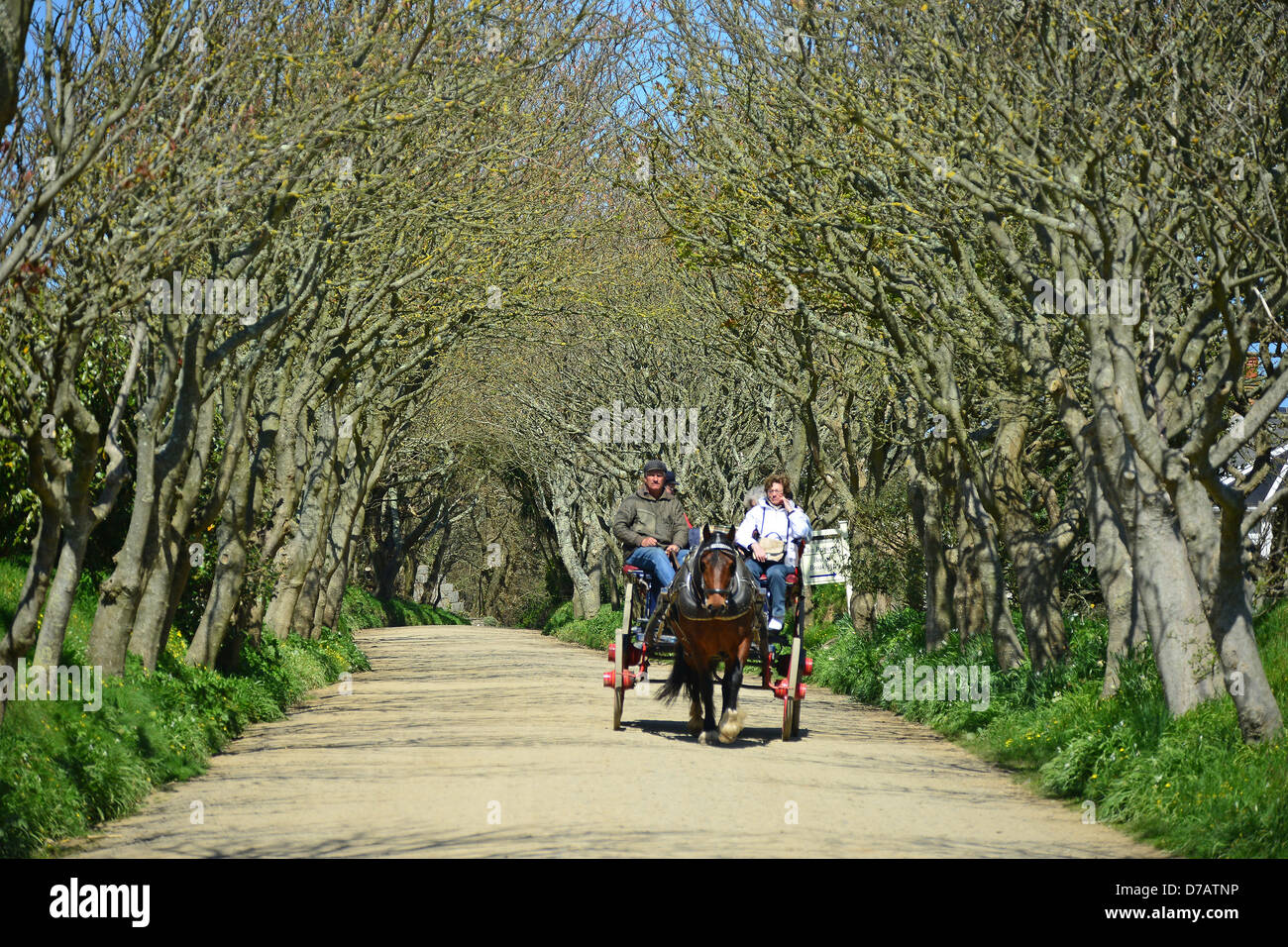 Tourists on horsedrawn carriage ride, Greater Sark, Sark, Bailiwick of