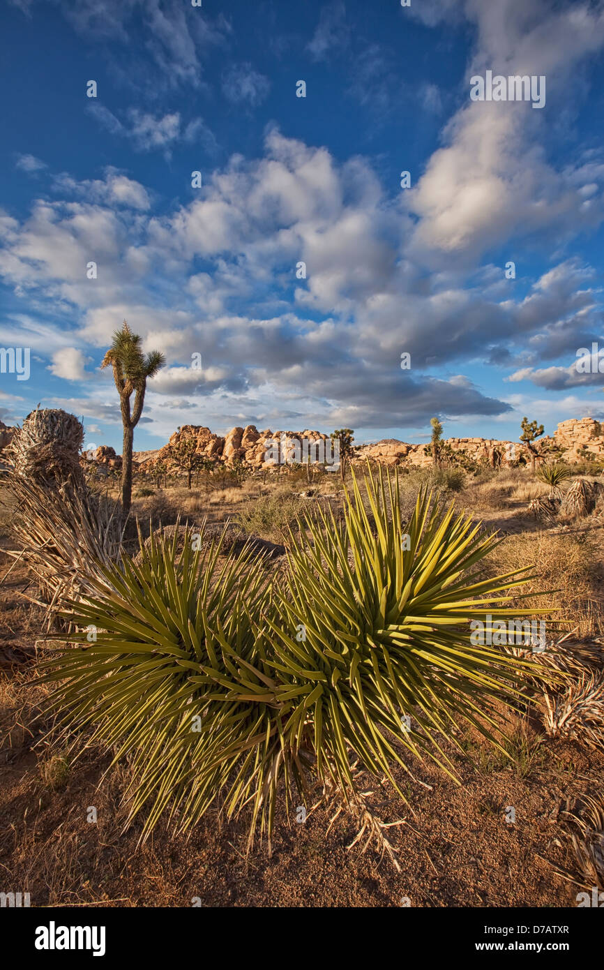Yucca plants and joshua trees dot the landscape in joshua tree national park; california usa
