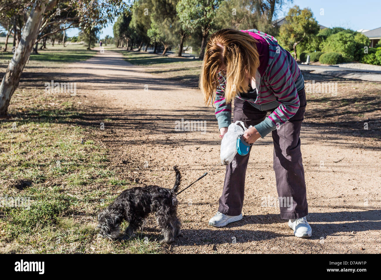 Responsible dog owner cleaning up dog droppings Stock Photo