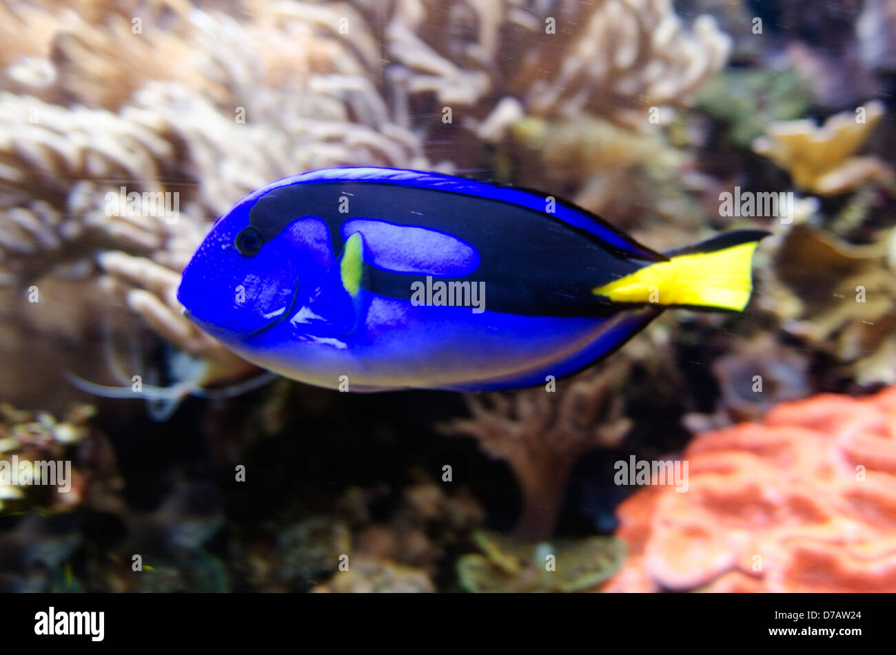 Blue Tang рыба