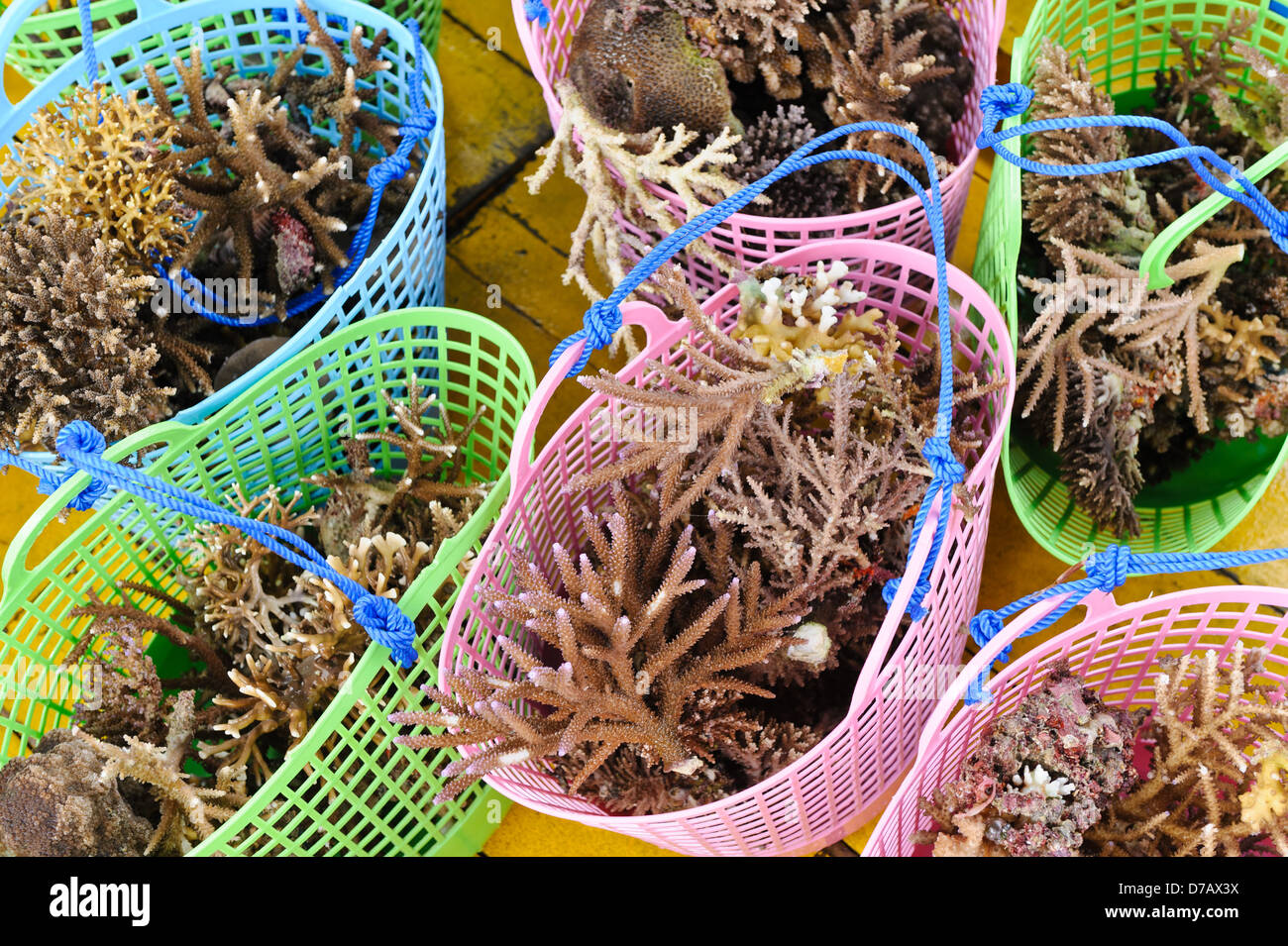 Newly collected coral fragments onboard a dive boat, Gili Trawangan, Lombok, Indonesia. Stock Photo