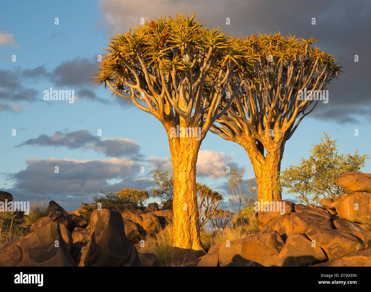 quiver trees at sunset Stock Photo - Alamy