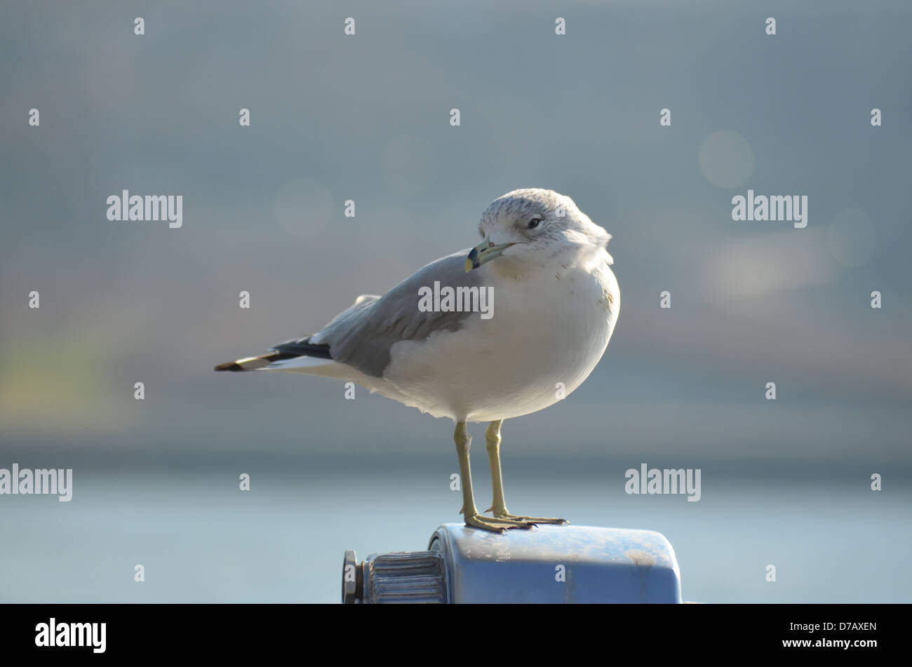 Seagull sits atop a pair of binoculars with the East River in the background Stock Photo