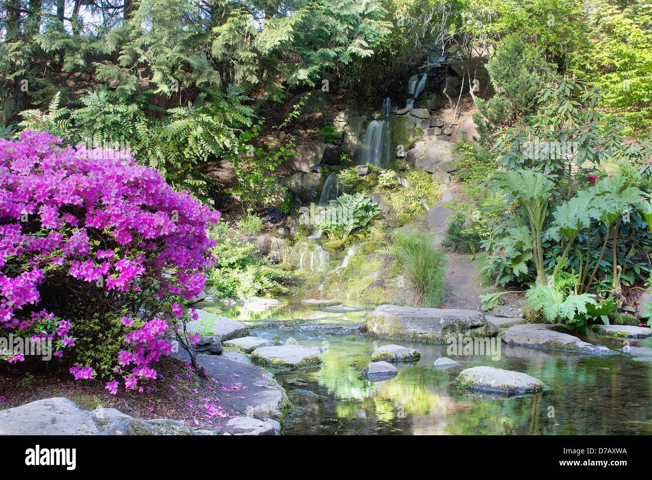 Azaleas Blooming by Waterfall at Crystal Springs Rhododendron Garden in Spring Stock Photo