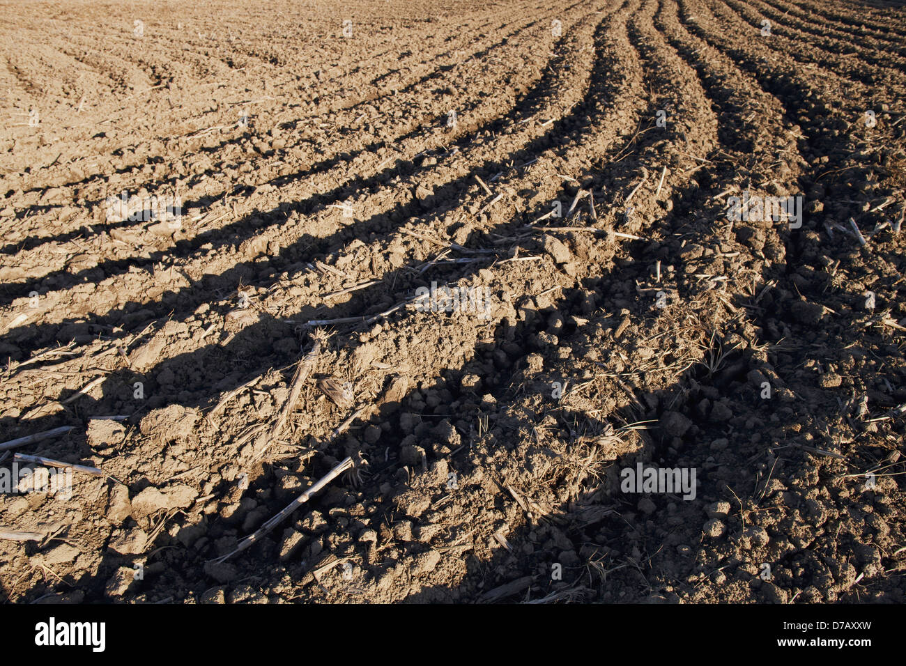 Freshly tilled corn field; brampton ontario canada Stock Photo