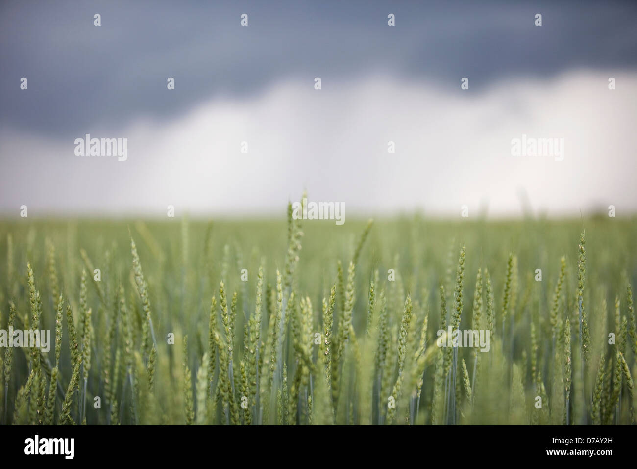Wheat field and oncoming thunderstorm; caledon ontario canada Stock Photo