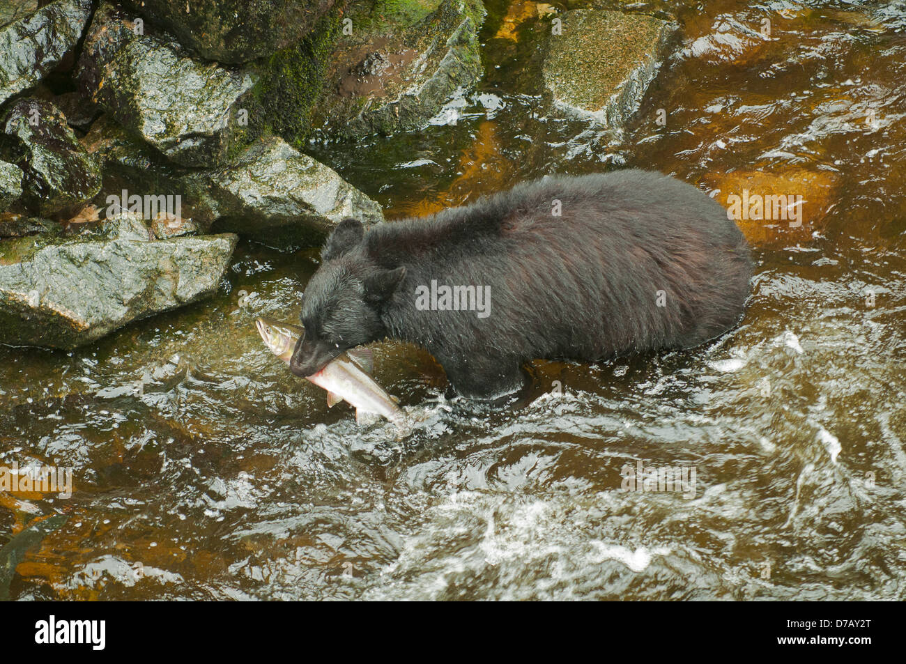 Black Bear with Salmon at Anan Creek, near Wrangell, Alaska, USA Stock Photo
