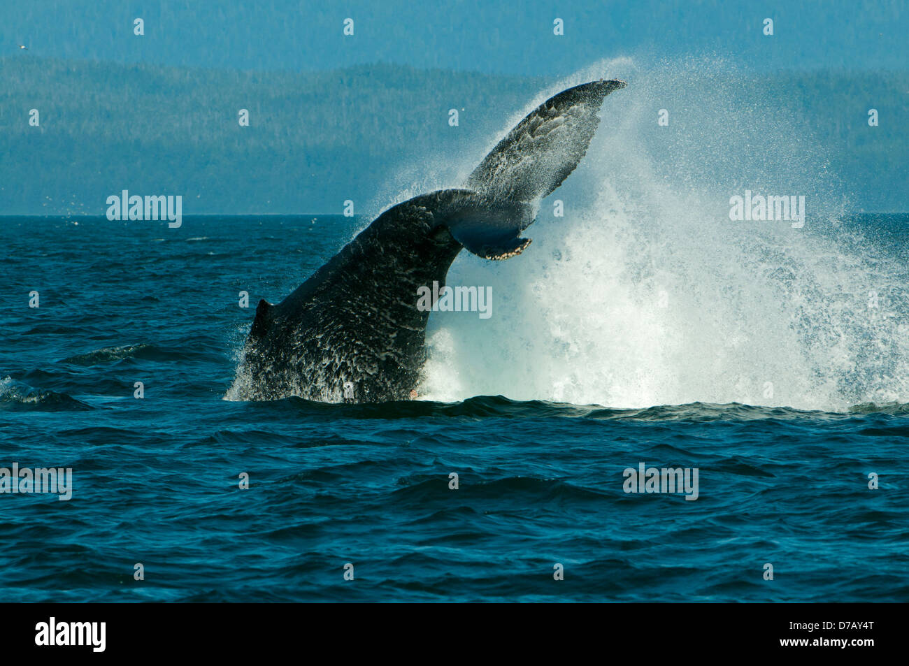 Humpback Whale Breeching, Icy Straits, Alaska, USA Stock Photo
