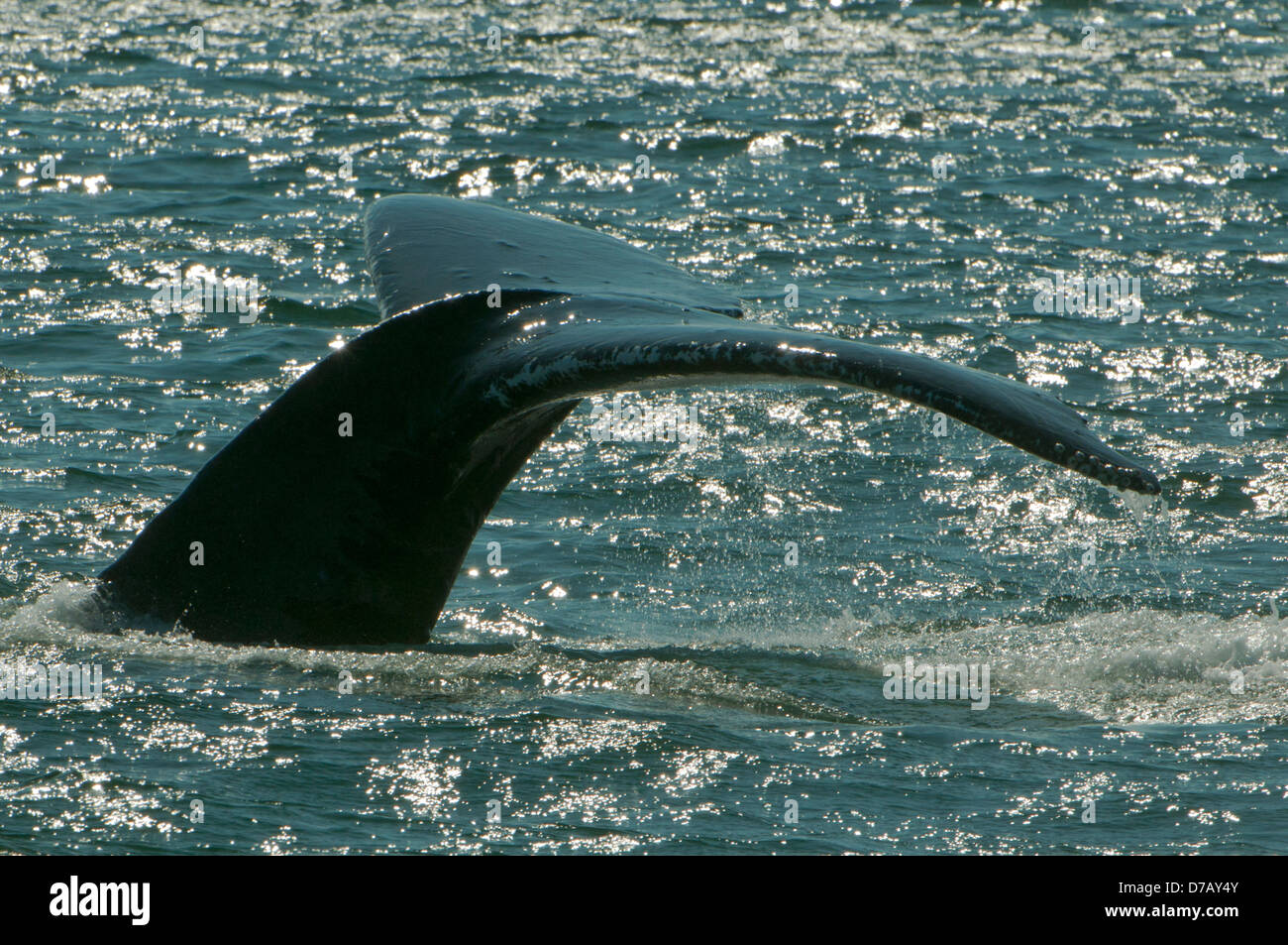 Humpback whale tail hi-res stock photography and images - Alamy