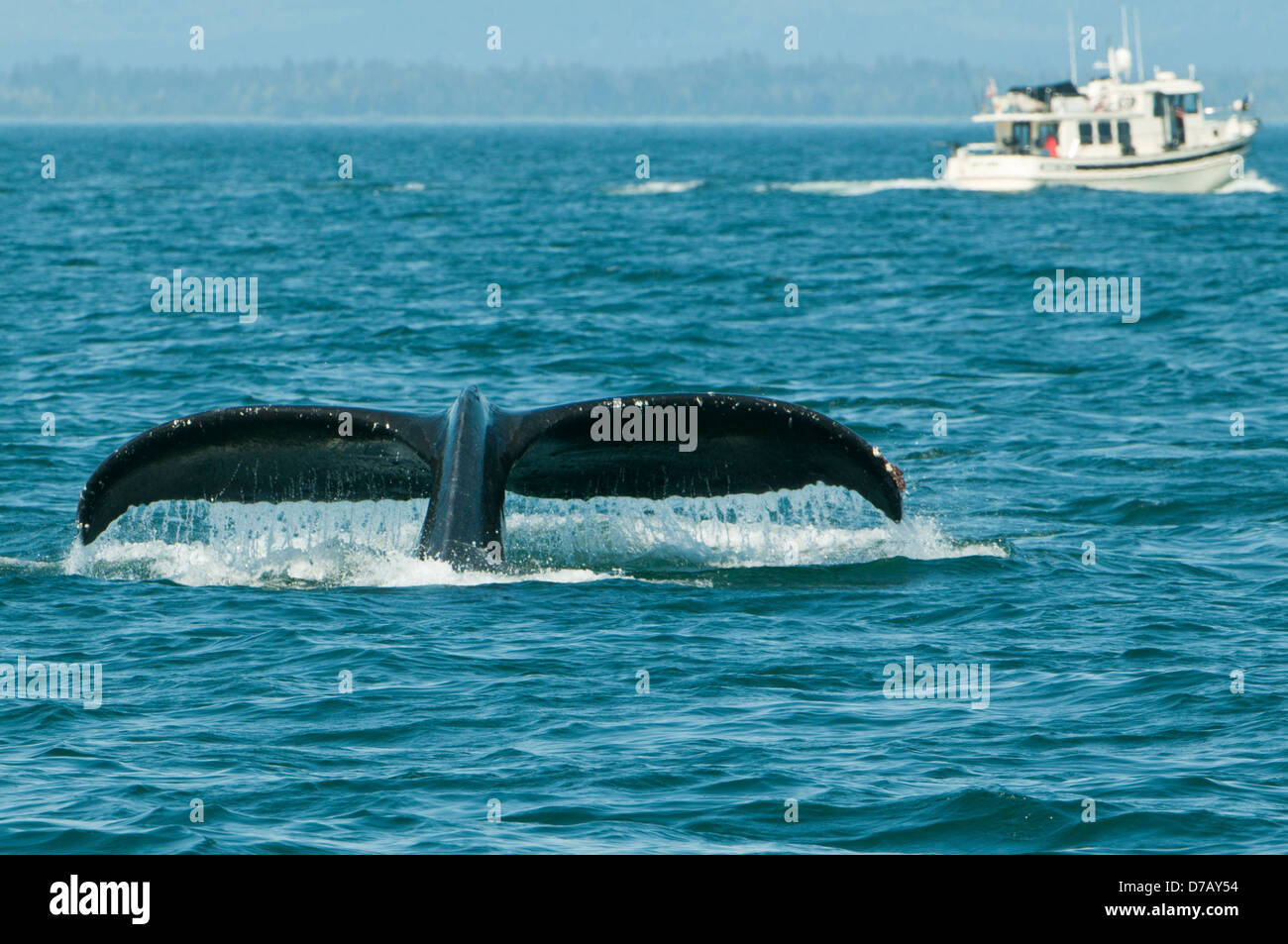 Humpback Whale Tail Fluke, Icy Straits, Alaska, USA Stock Photo