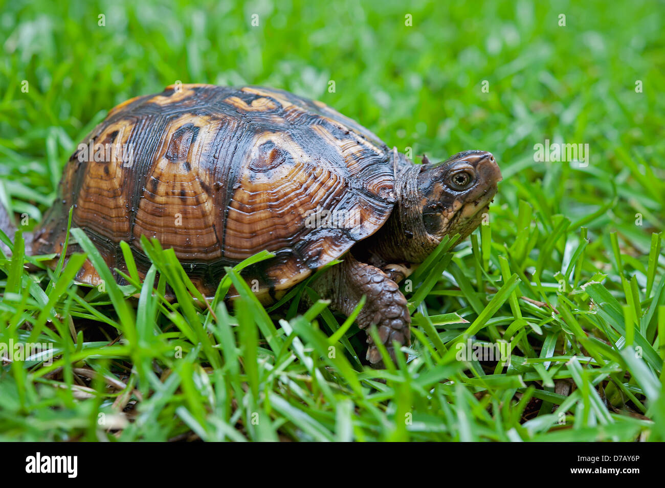 Tortoise In The Grass;Tuscaloosa Alabama United States Of America Stock Photo