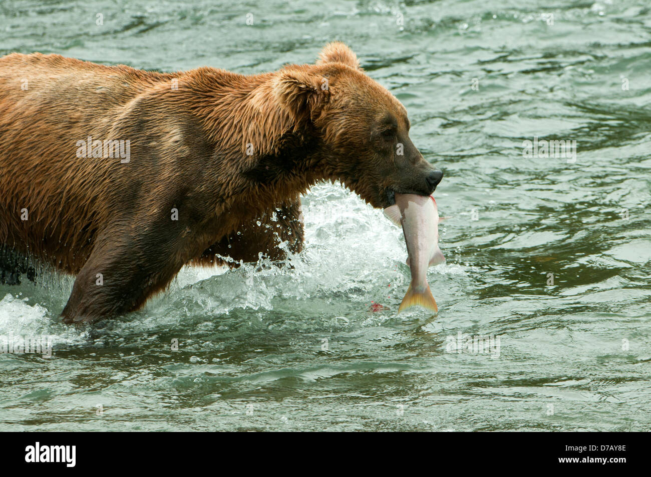 Brown Bear with Salmon at Brook Falls, Katmai NP, Alaska, USA Stock Photo