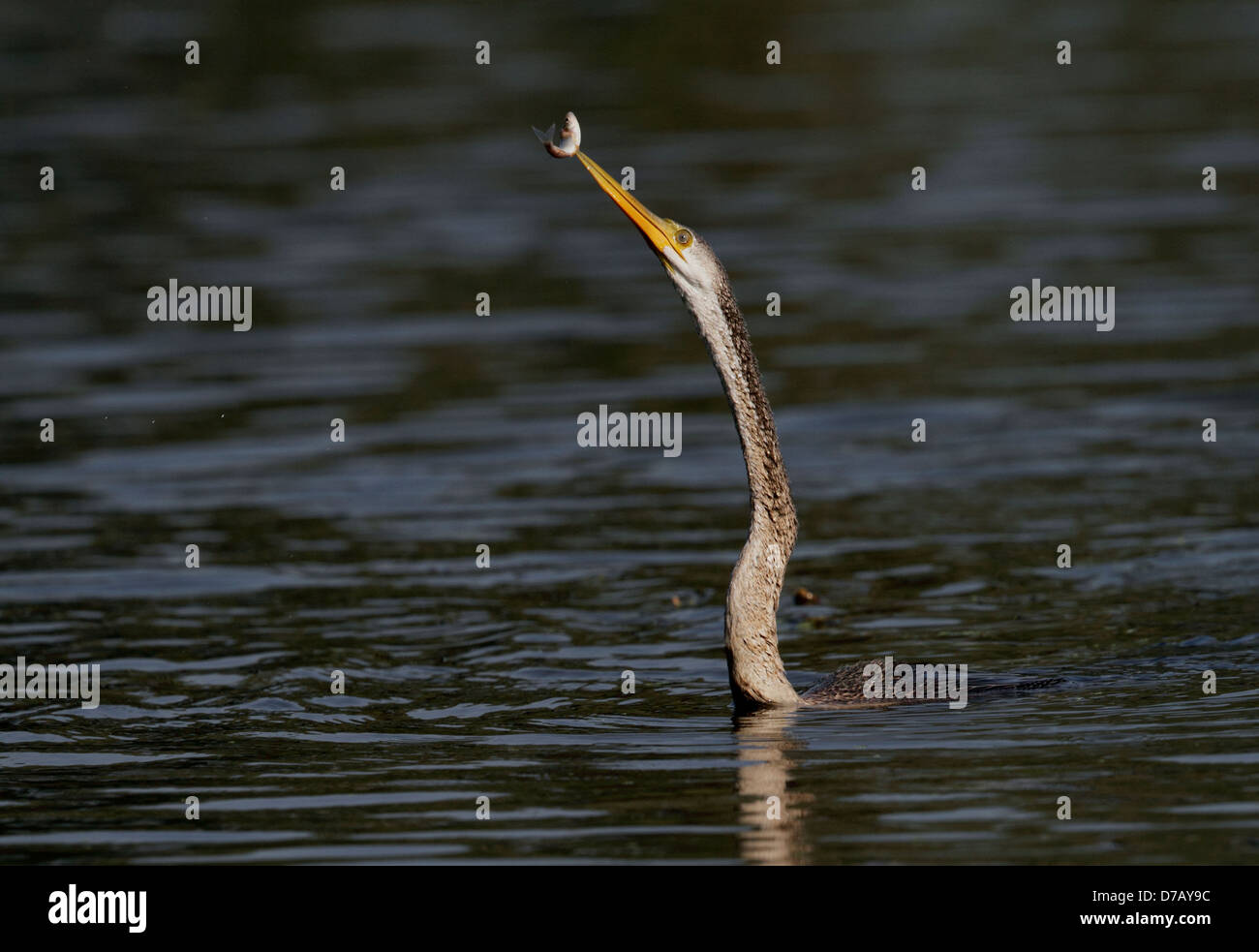 Darter catching fish in Keoladeo National Park, Rajasthan, India Stock Photo