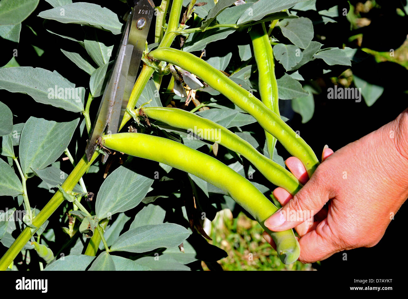 Broad bean harvesting picking hi-res stock photography and images - Alamy