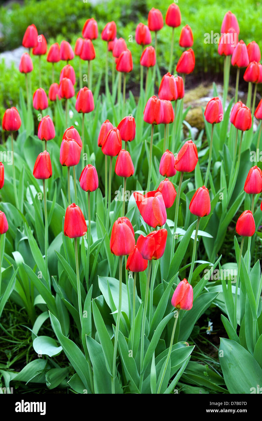 Red Tulips garden bed Stock Photo - Alamy