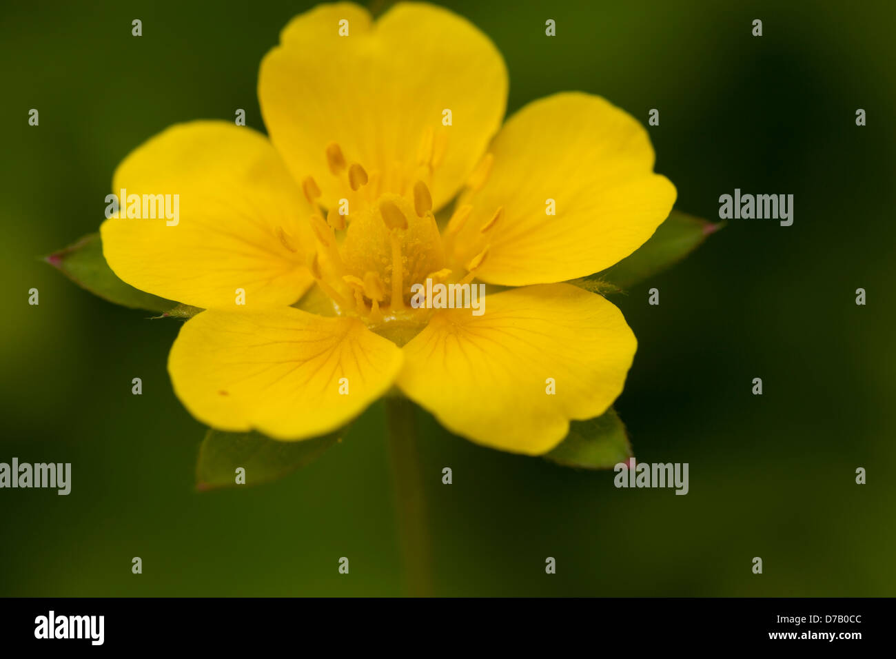 yellow single flower (Potentilla reptans) on meadow Stock Photo