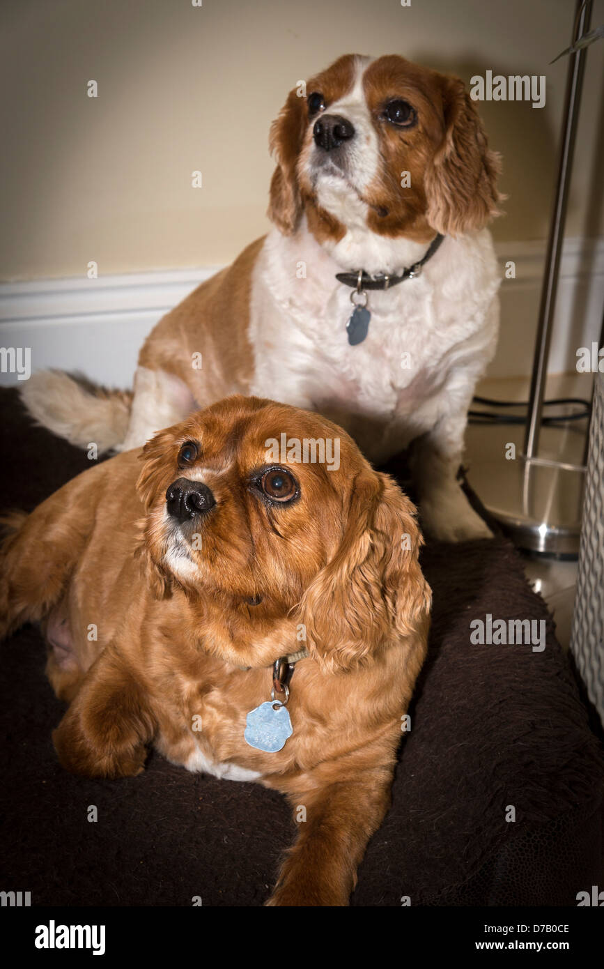 Cavalier King  Charles' spaniel. Stock Photo