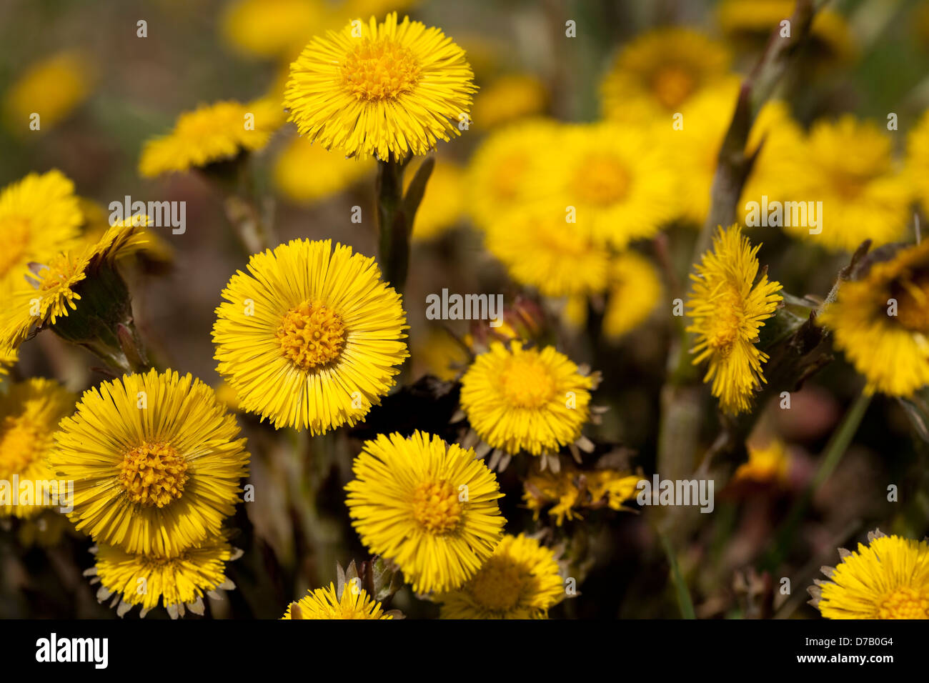 yellow clump coltsfoot (Tussilago farfara) as background Stock Photo